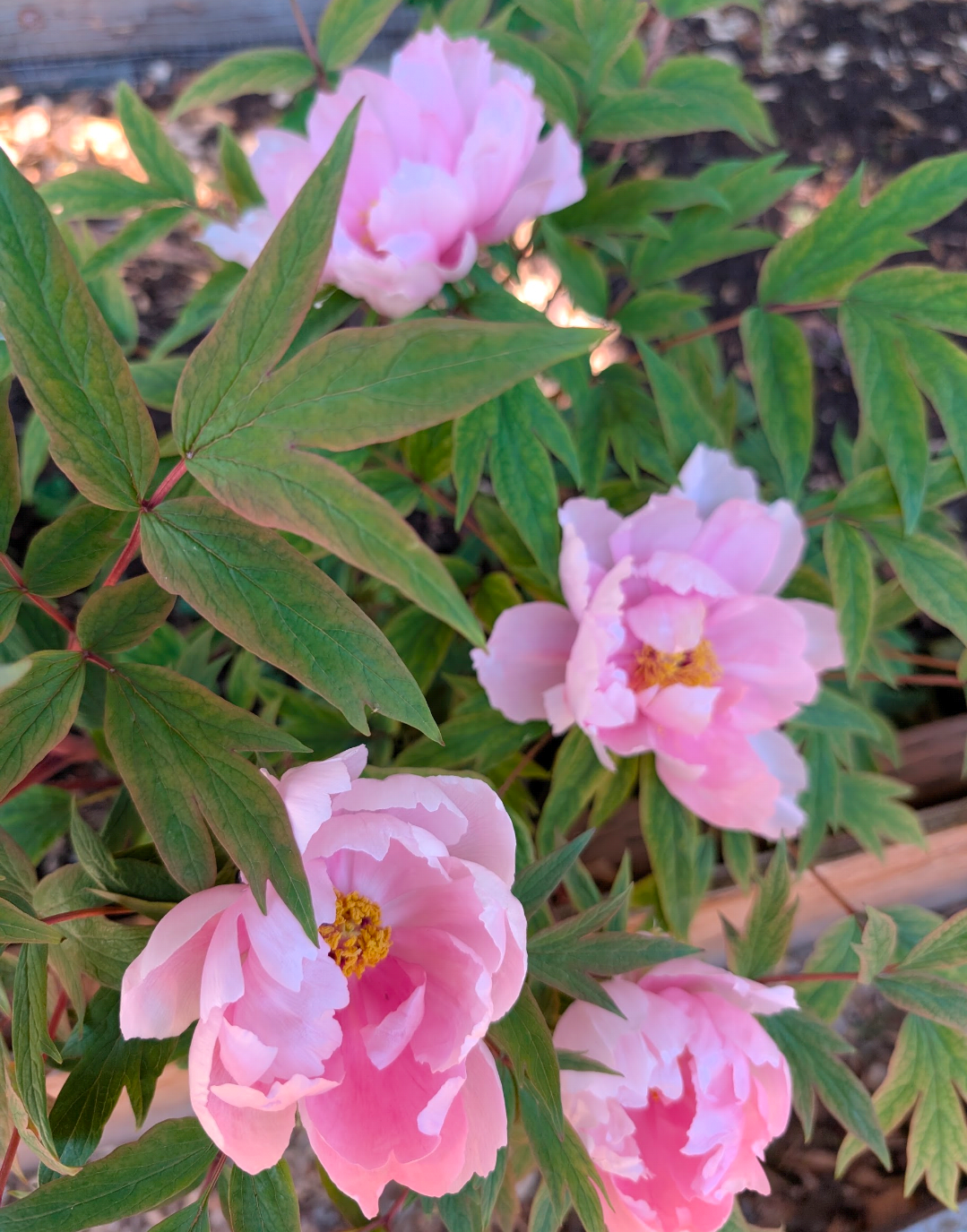 "Yachiyo tsubaki" large flower Japanese tree peony - Image 9