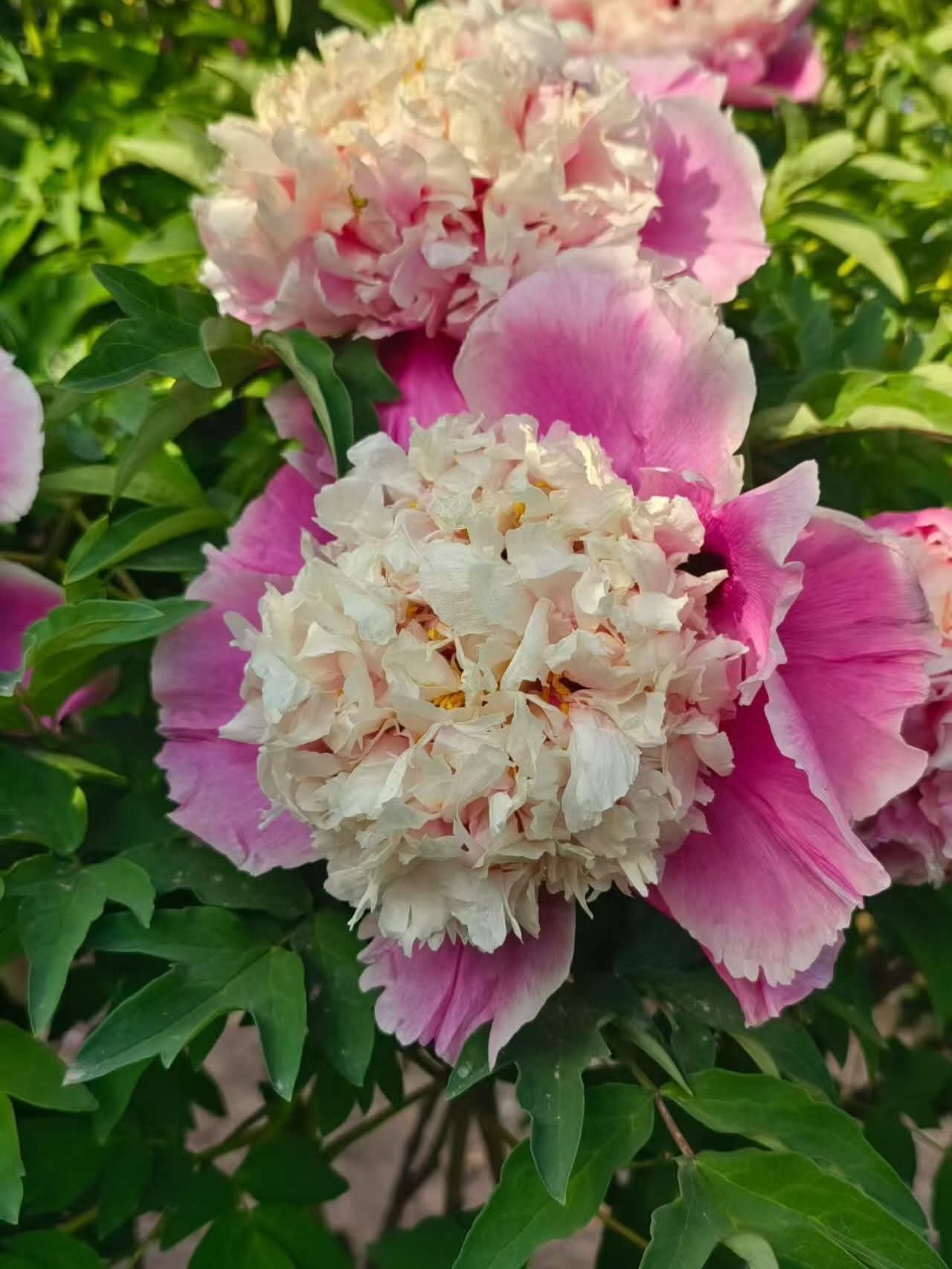 Multicolor anemone large flower tree peony Preorder for fall 2026