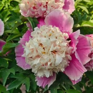 "Peach Blossom" large flower tree peony