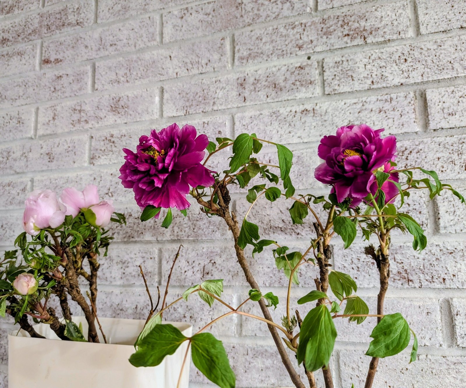 "Champion Crown" large flower tree peony - Image 14