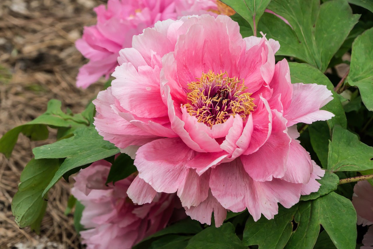 "Large Hu's Red" large flower tree peony - Image 8