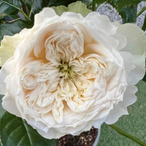 Whitby Abbey rose plant large flower bush deciduous shrub
