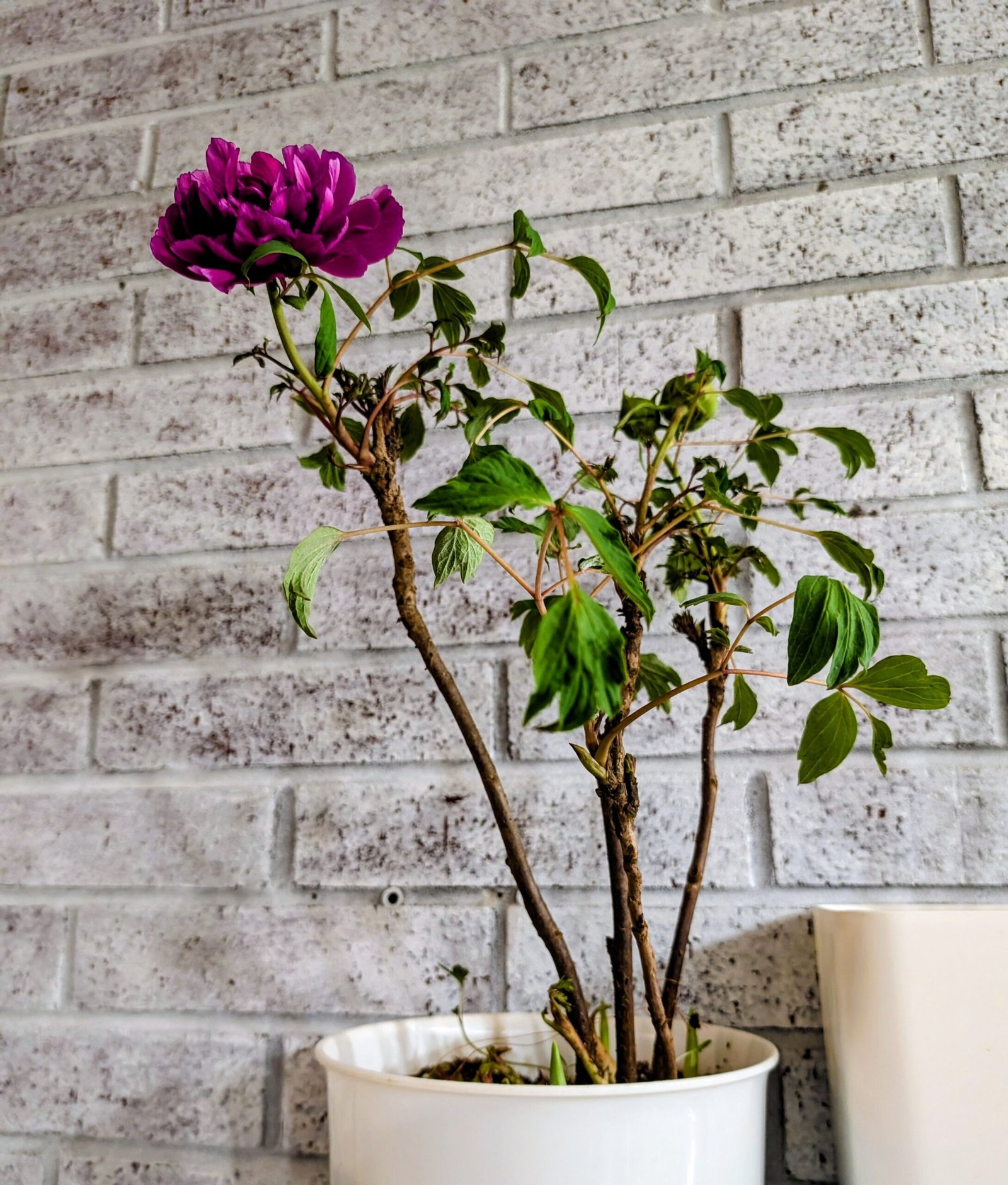"Champion Crown" large flower tree peony - Image 8