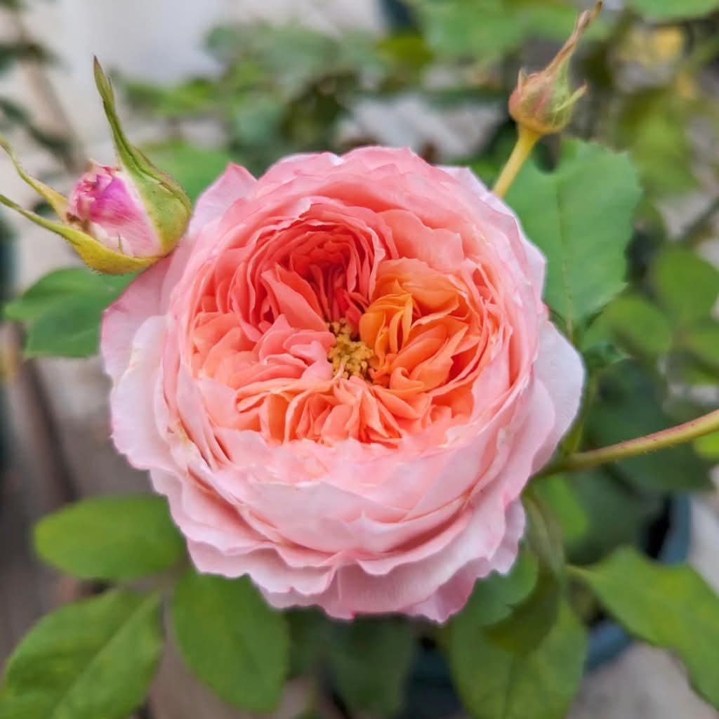 Princess Sakura garden rose plant flower bush shrub - Image 3