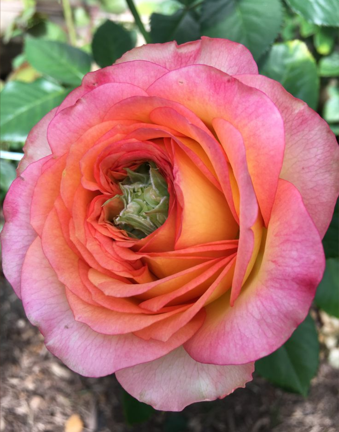 Houdin garden rose plant flower bush shrub - Image 4
