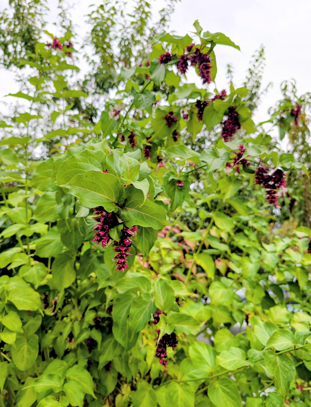 Free Himalayan honeysuckle seeds and cuttings - Image 3