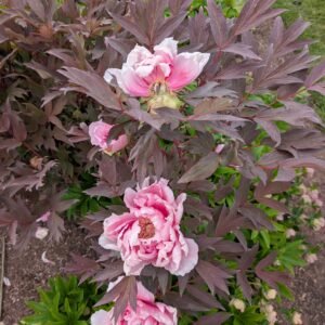 Purple leaf pink Eternal Camellias Japanese tree peony