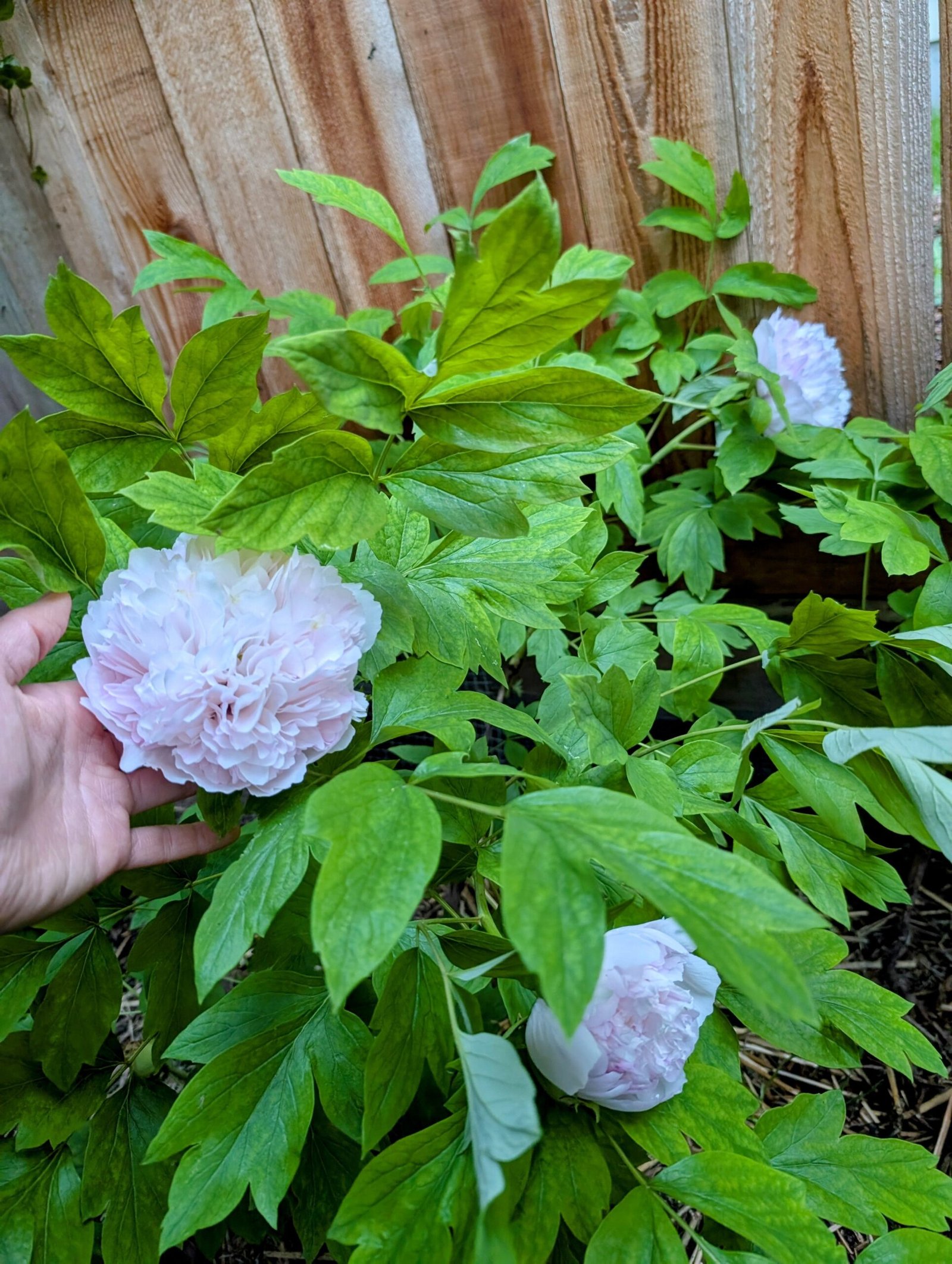 "Red thread girl" large flower tree peony Preorder for fall 2026 - Image 7
