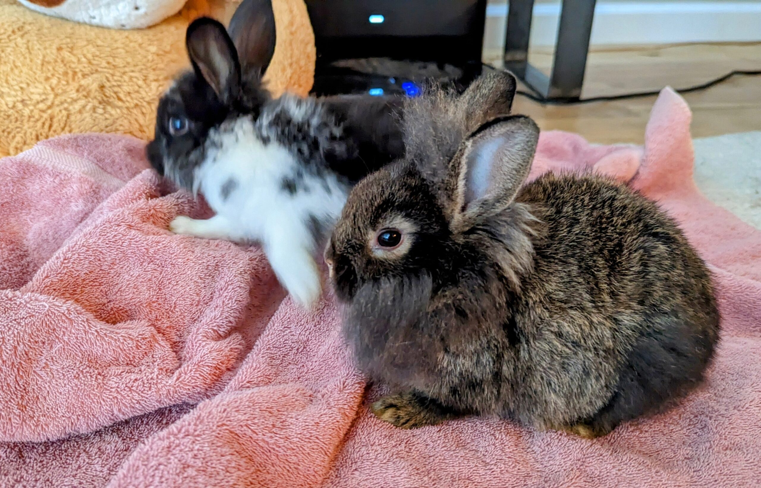 2-6 month old bunny rabbits - Image 14