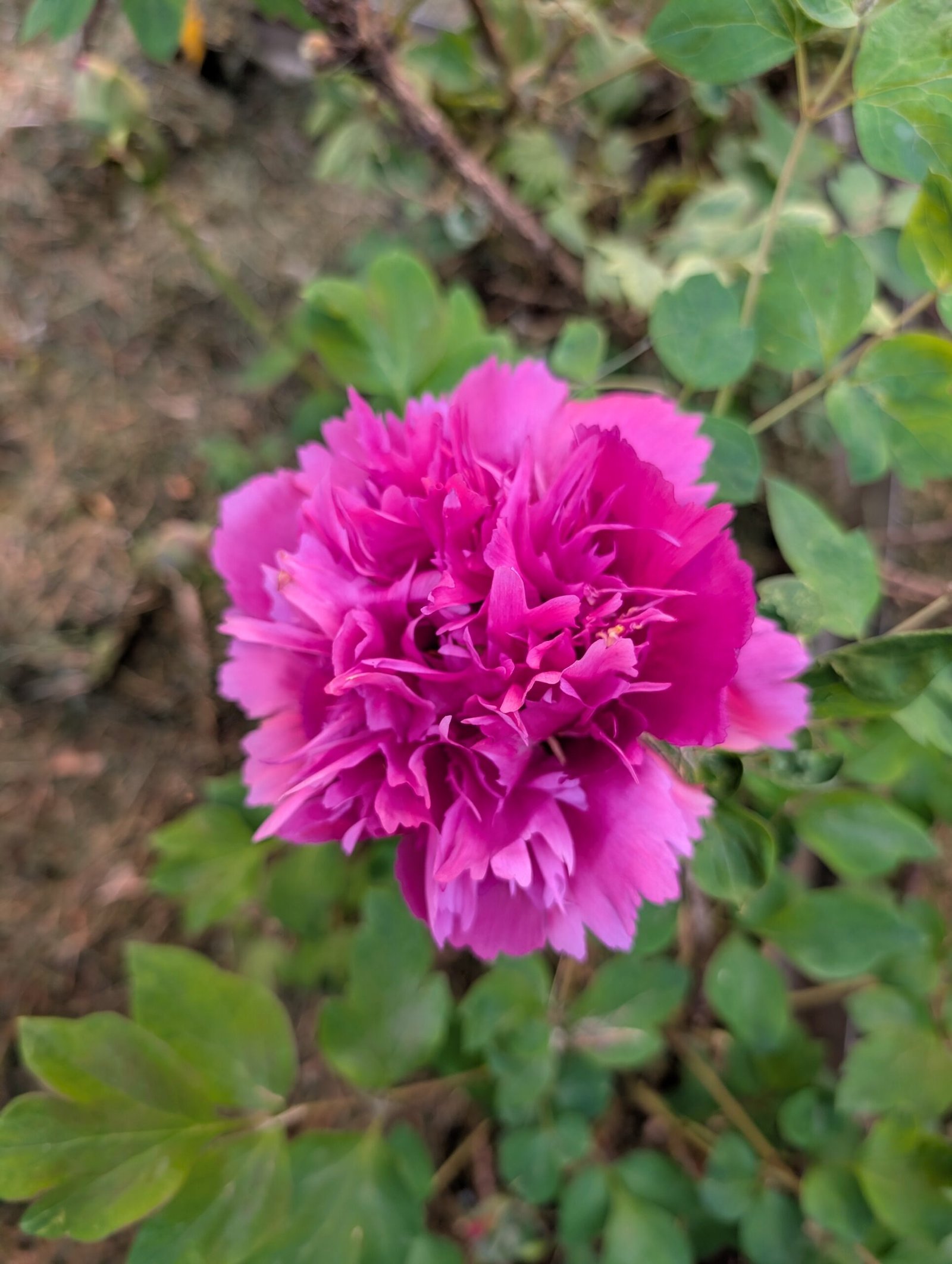 "Zi guan yu chi" large flower tree peony - Image 2