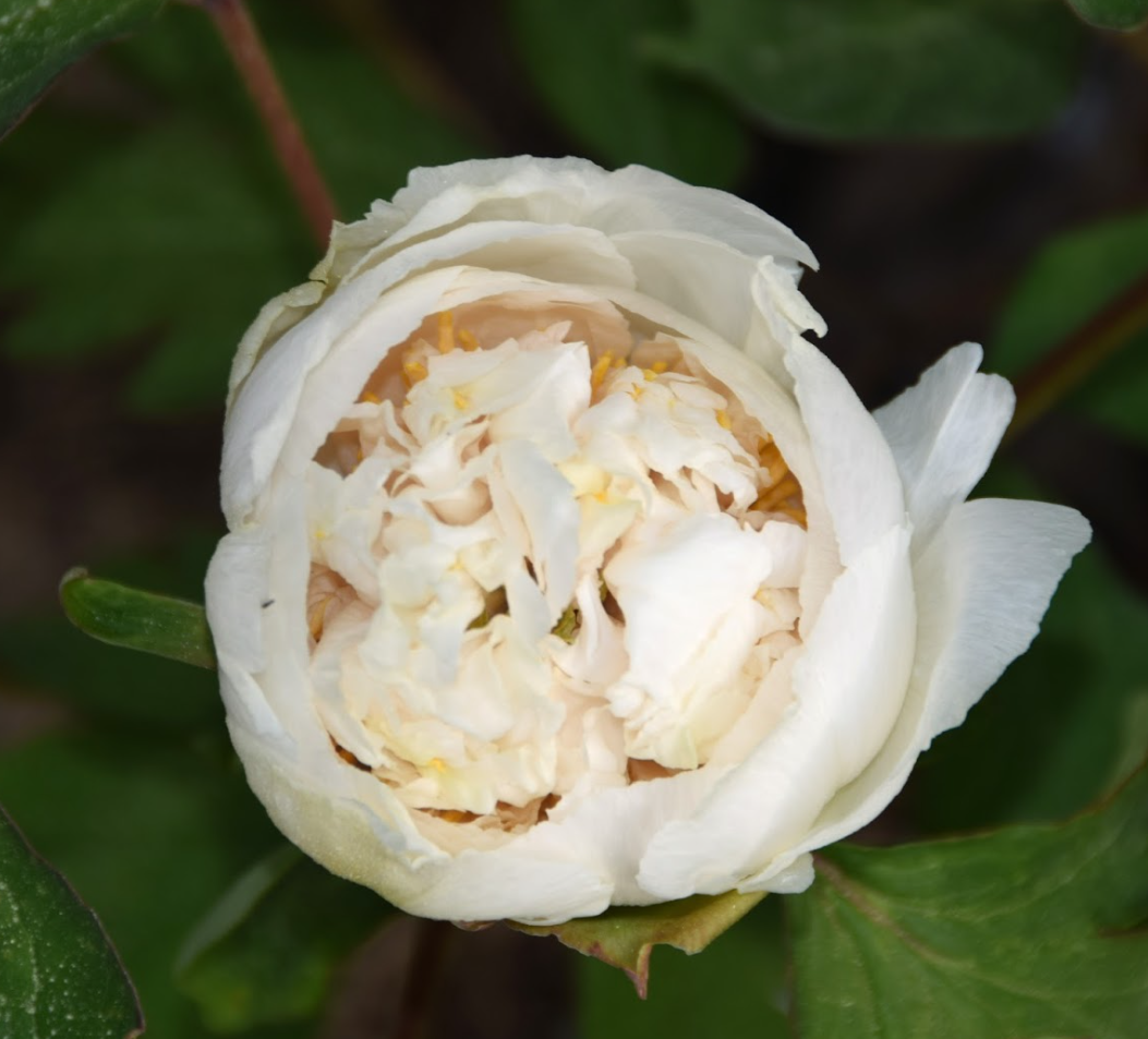 "Yao's Yellow" large flower tree peony Preorder for fall 2026 - Image 10