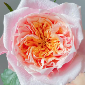 Notting Hill garden rose plant large flower bush deciduous shrub
