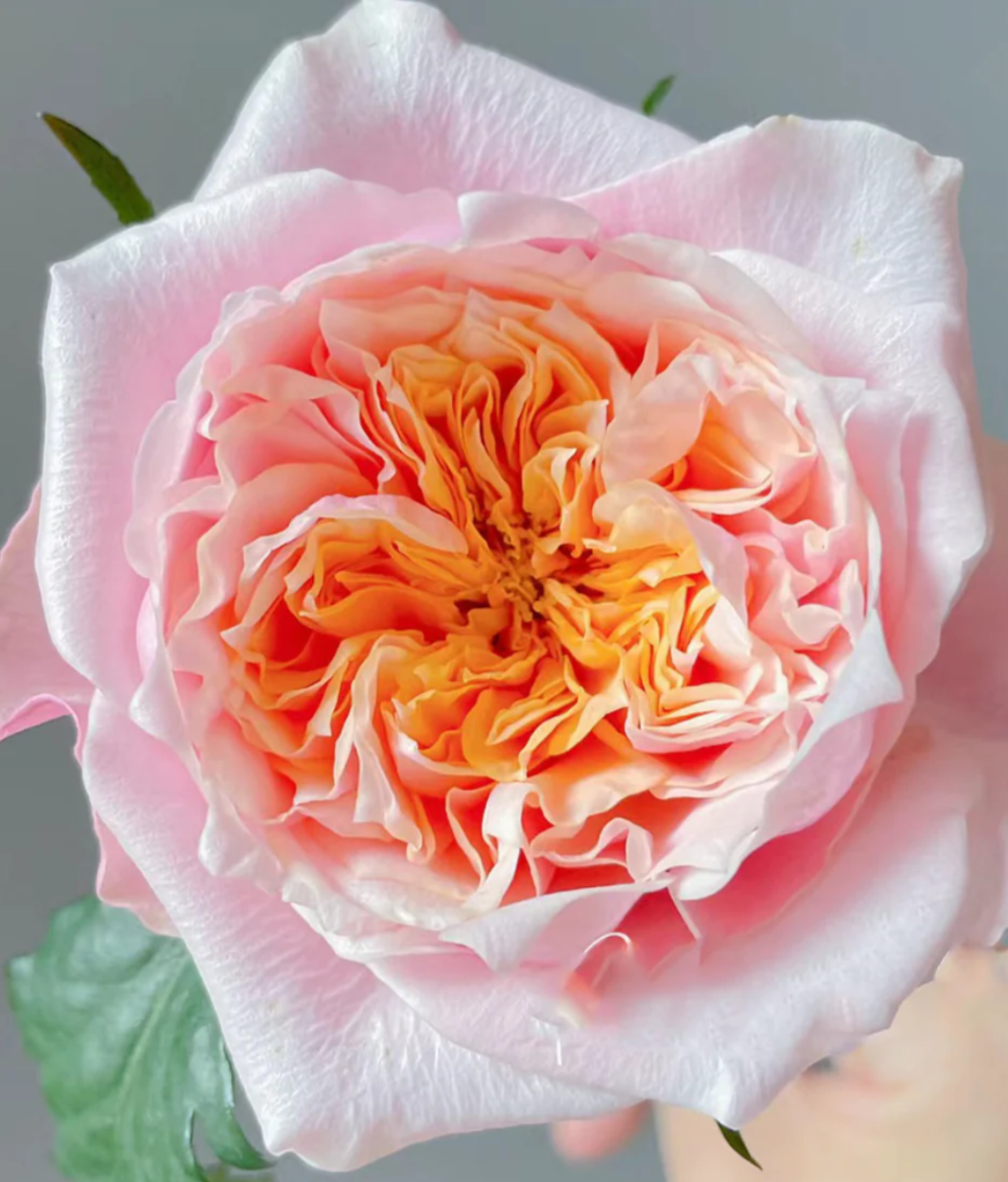 Notting Hill garden rose plant large flower bush deciduous shrub