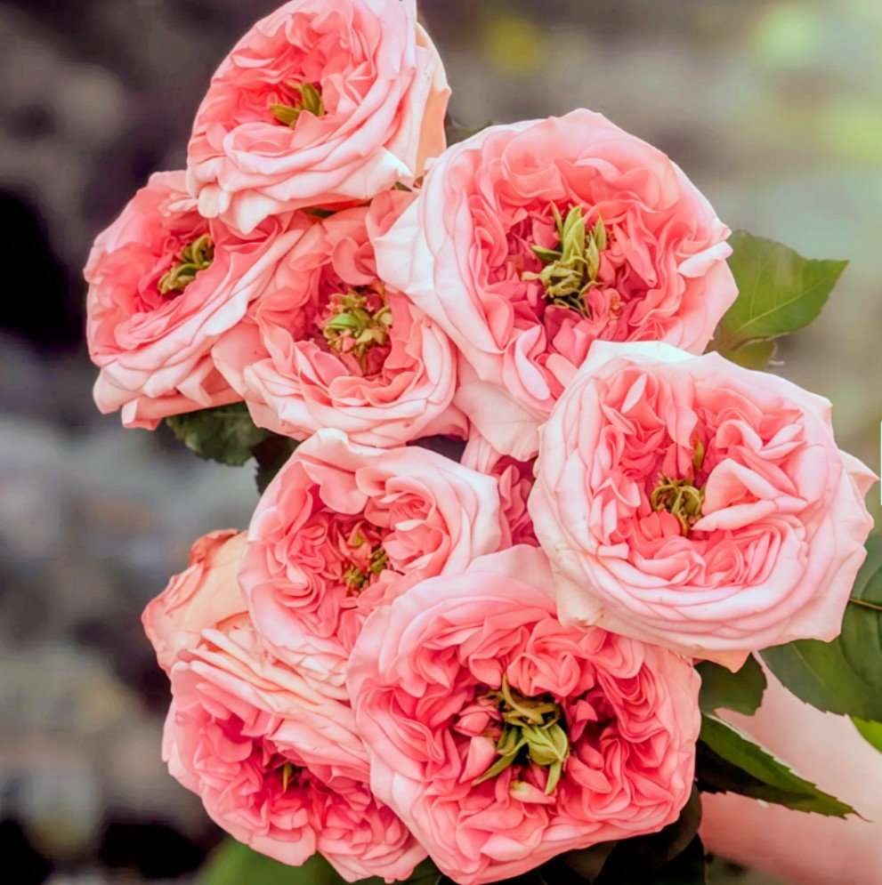 New Design garden rose plant