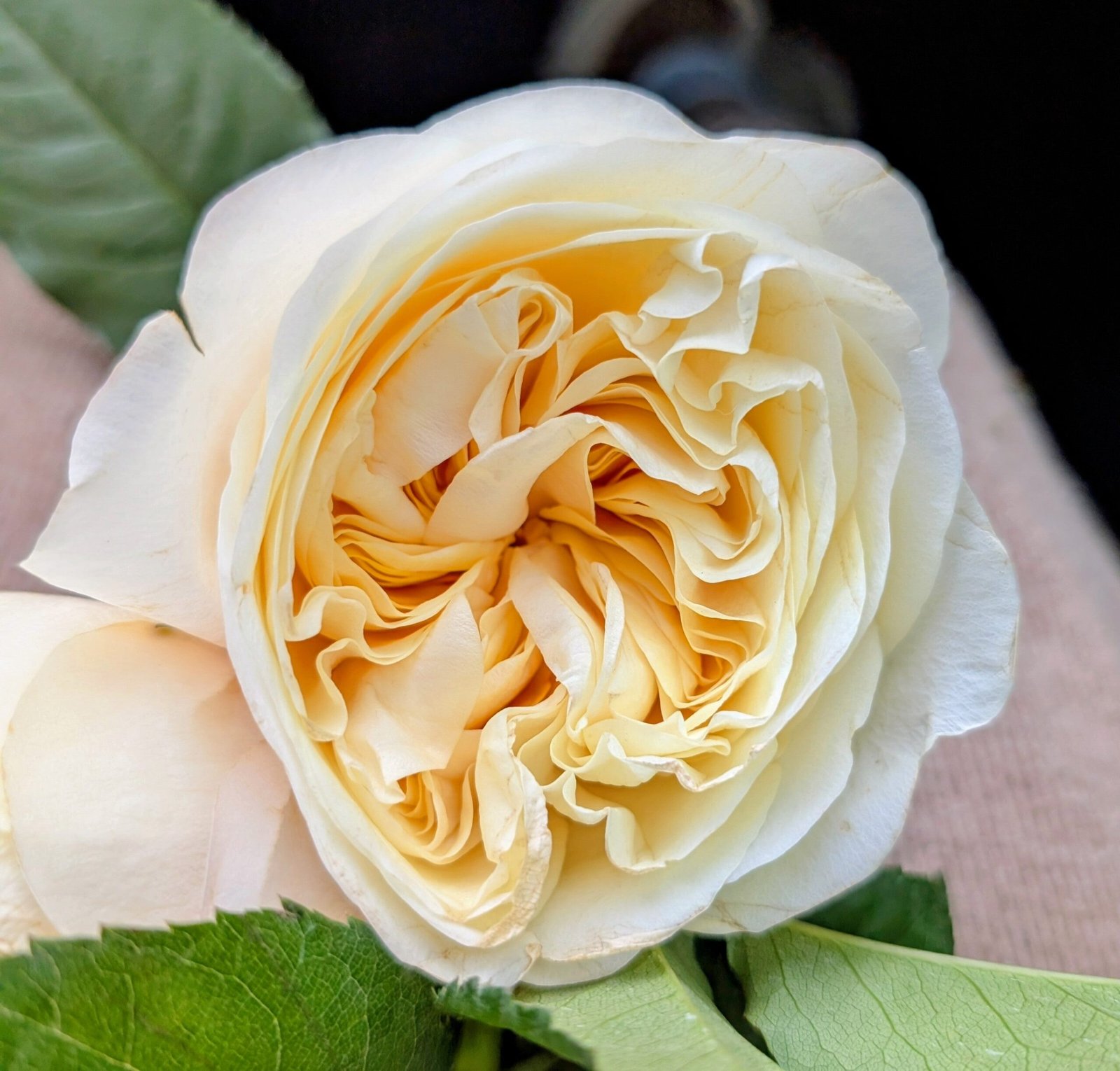 Pursuasion lookalike garden rose plant large flower bush deciduous shrub - Image 7