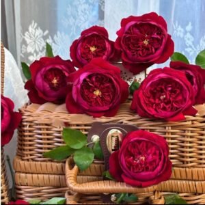 Peony Red garden rose plant flower bush deciduous shrub