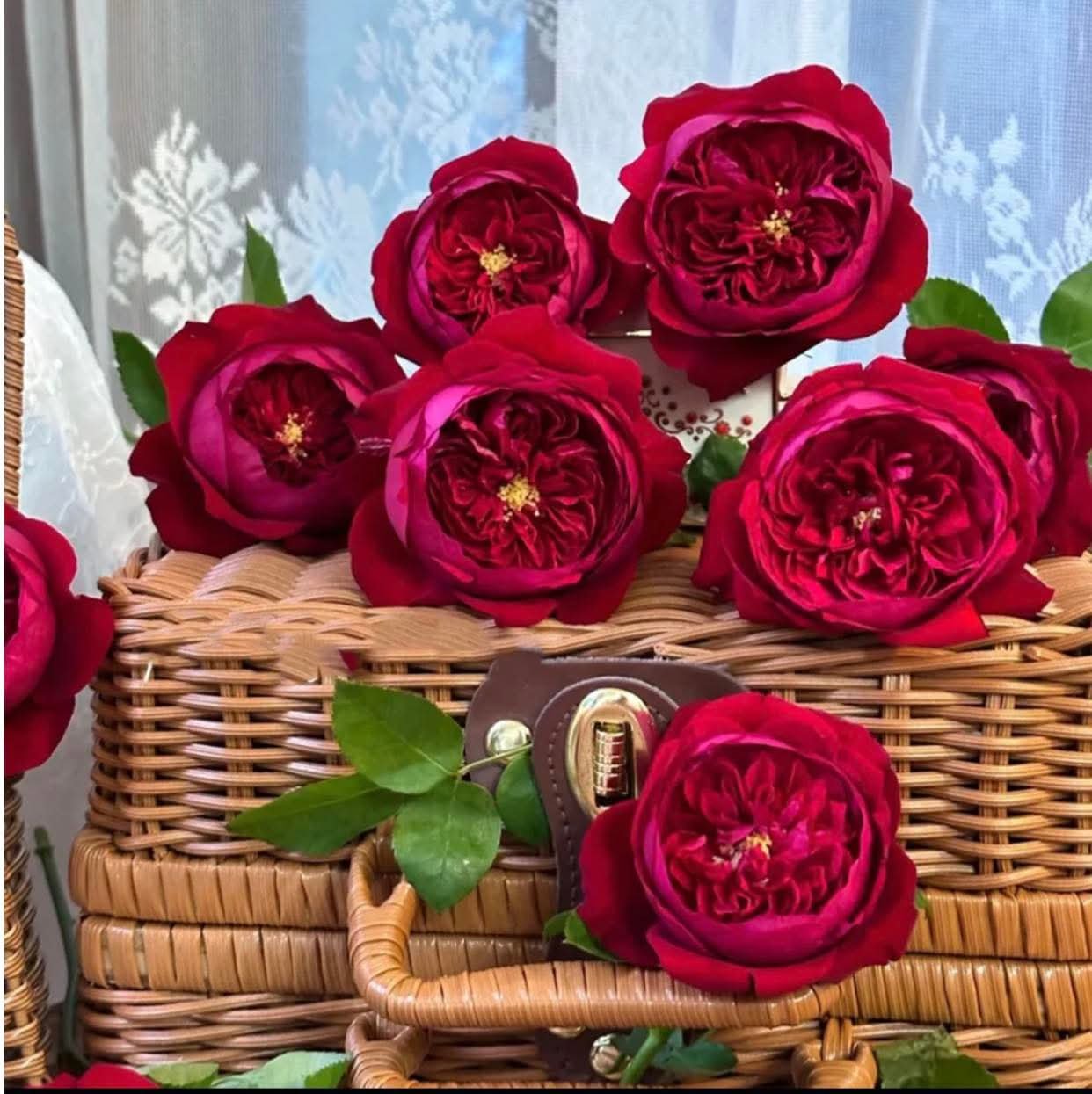 Peony Red garden rose plant flower bush deciduous shrub