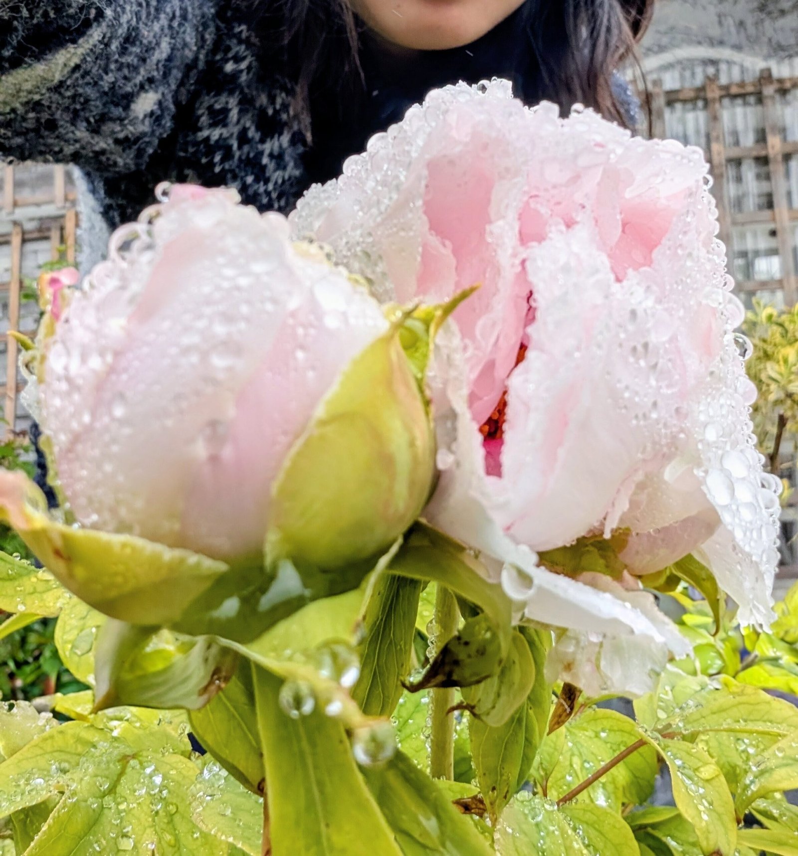 "Peach blossom in the snow" large flower tree peony - Image 9