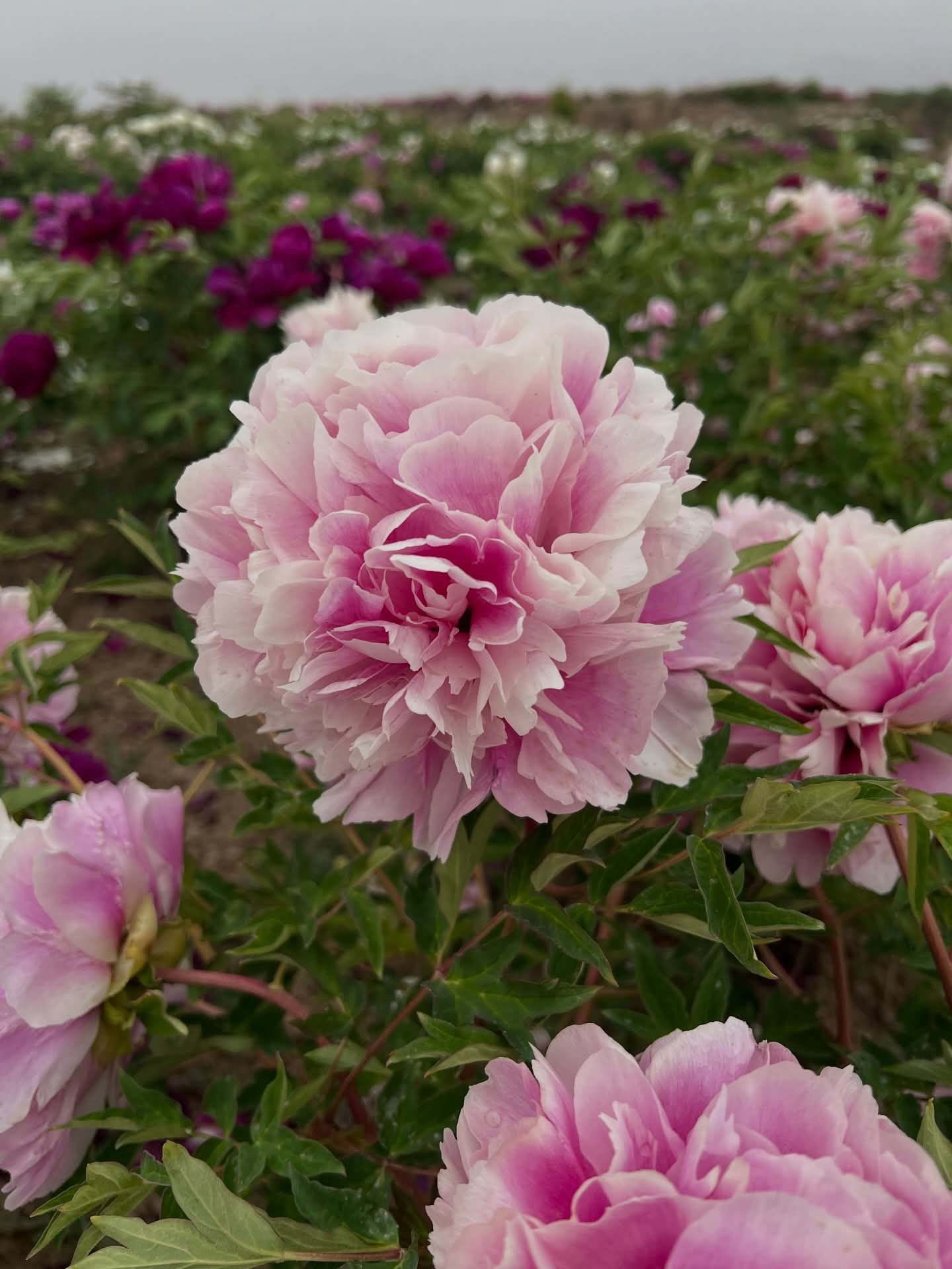 Lan Yun Qian Li tree peony - Image 4