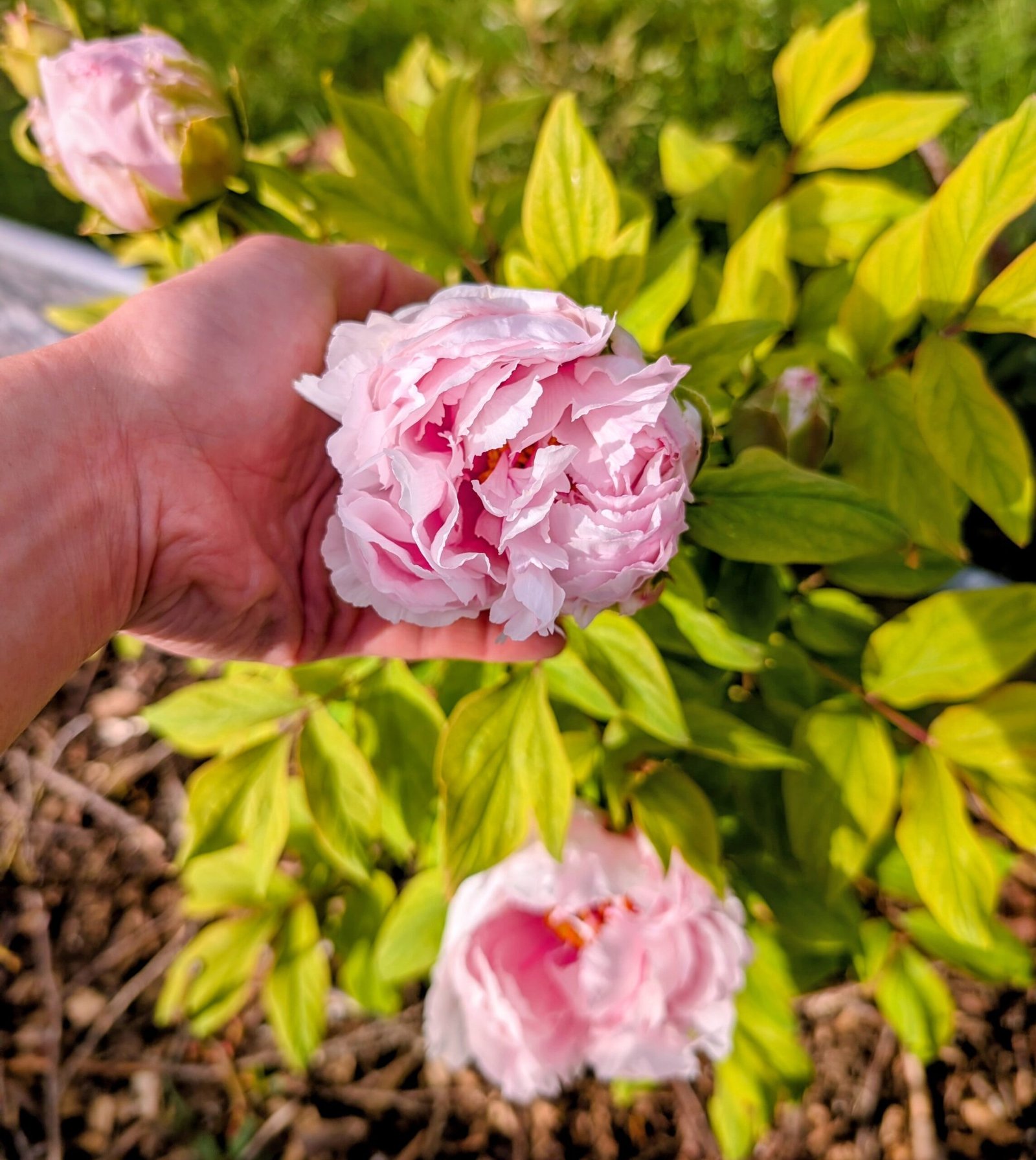 "Peach blossom in the snow" large flower tree peony - Image 11