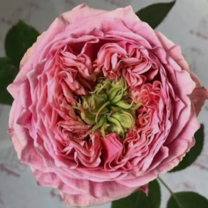 Pin Mon rose plant flower bush shrub
