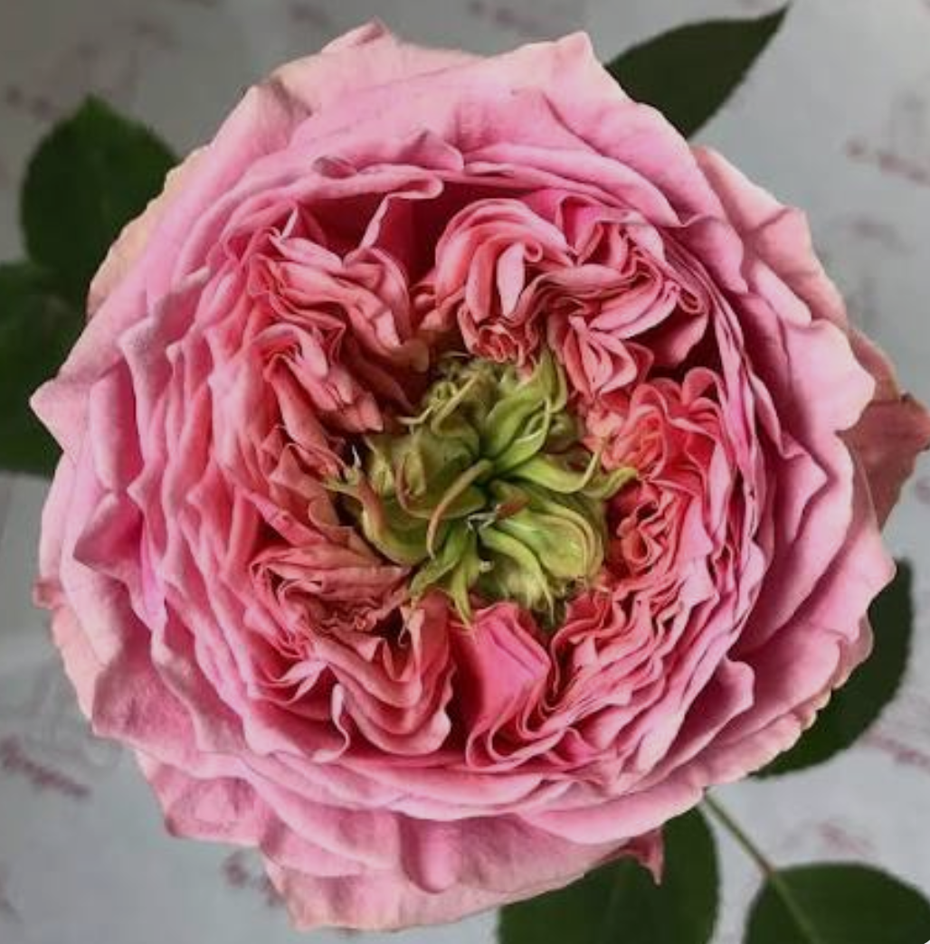 Pin Mon rose plant flower bush shrub