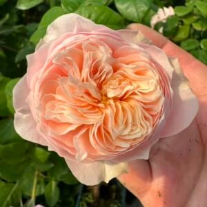 Tender Love garden rose plant flower bush deciduous shrub