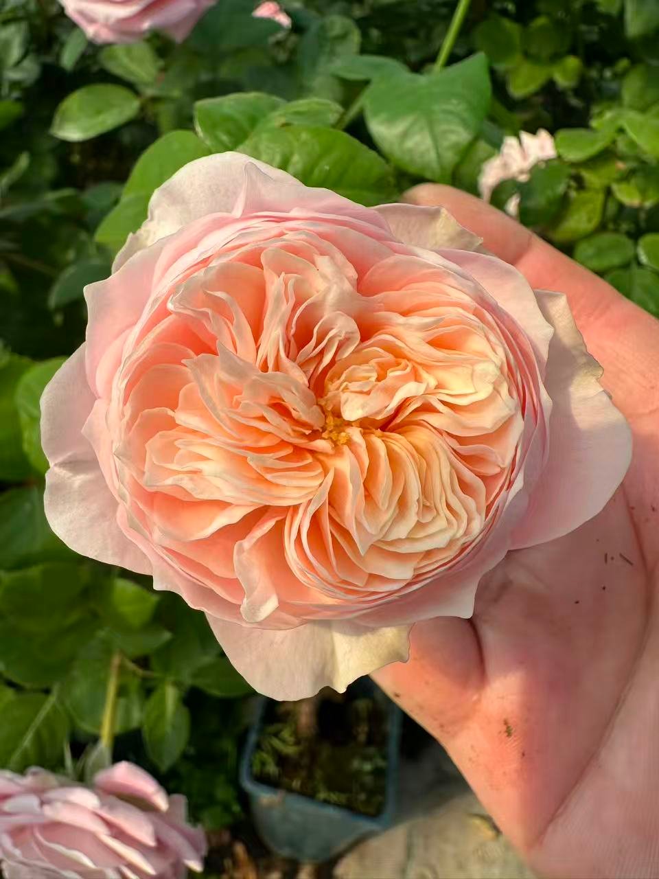 Tender Love garden rose plant flower bush deciduous shrub