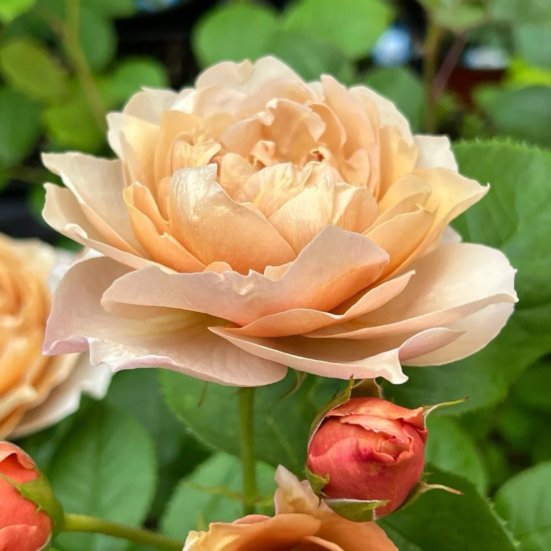 Charlotte Perriand Japanese garden rose plant flower bush shrub - Image 6