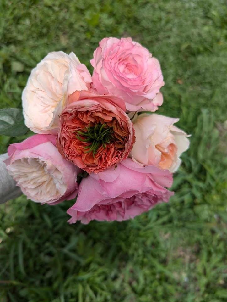Pink Xpression (expression) garden rose plant flower bush shrub - Image 10