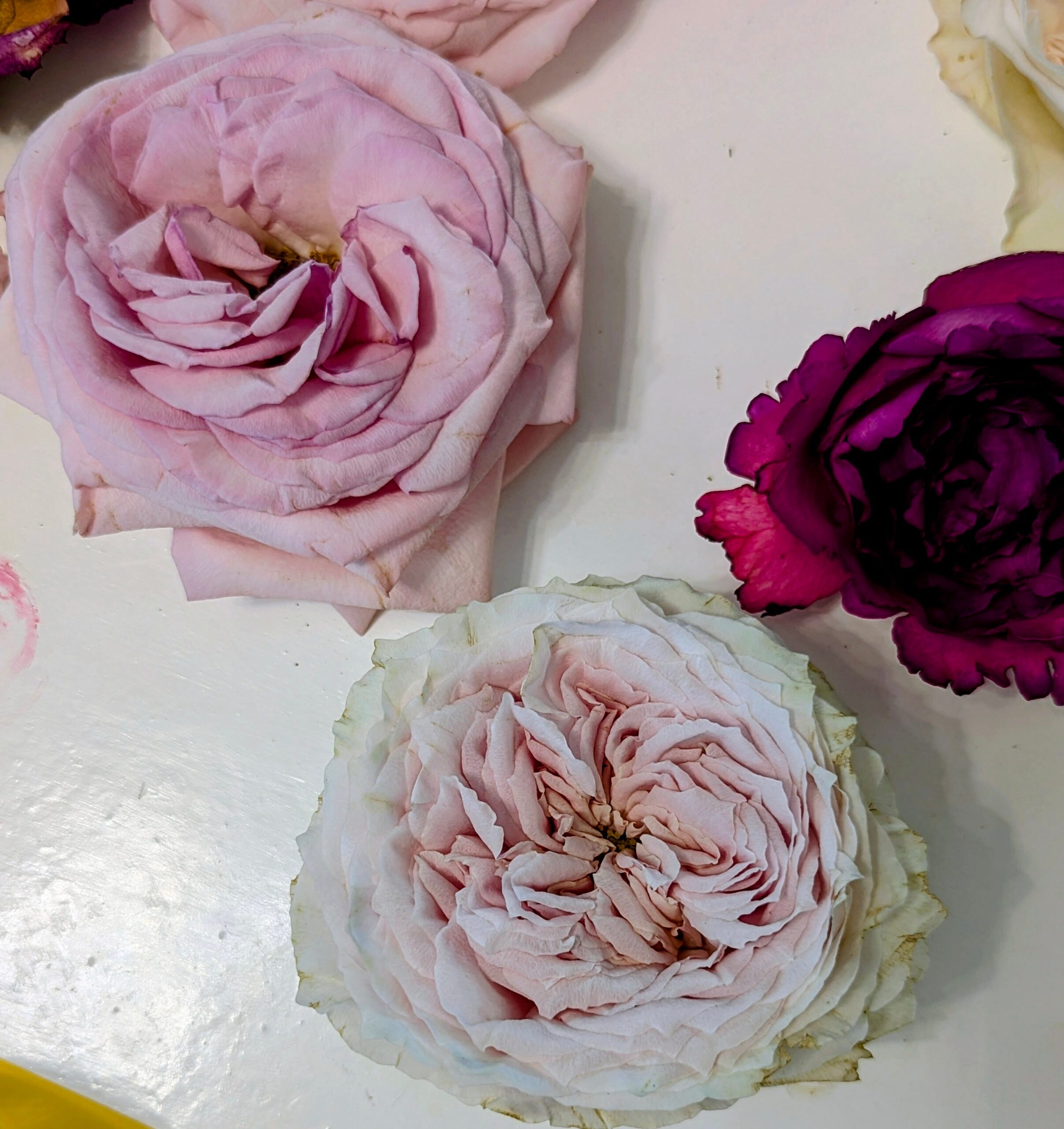 Bridal Essentials - Image 2