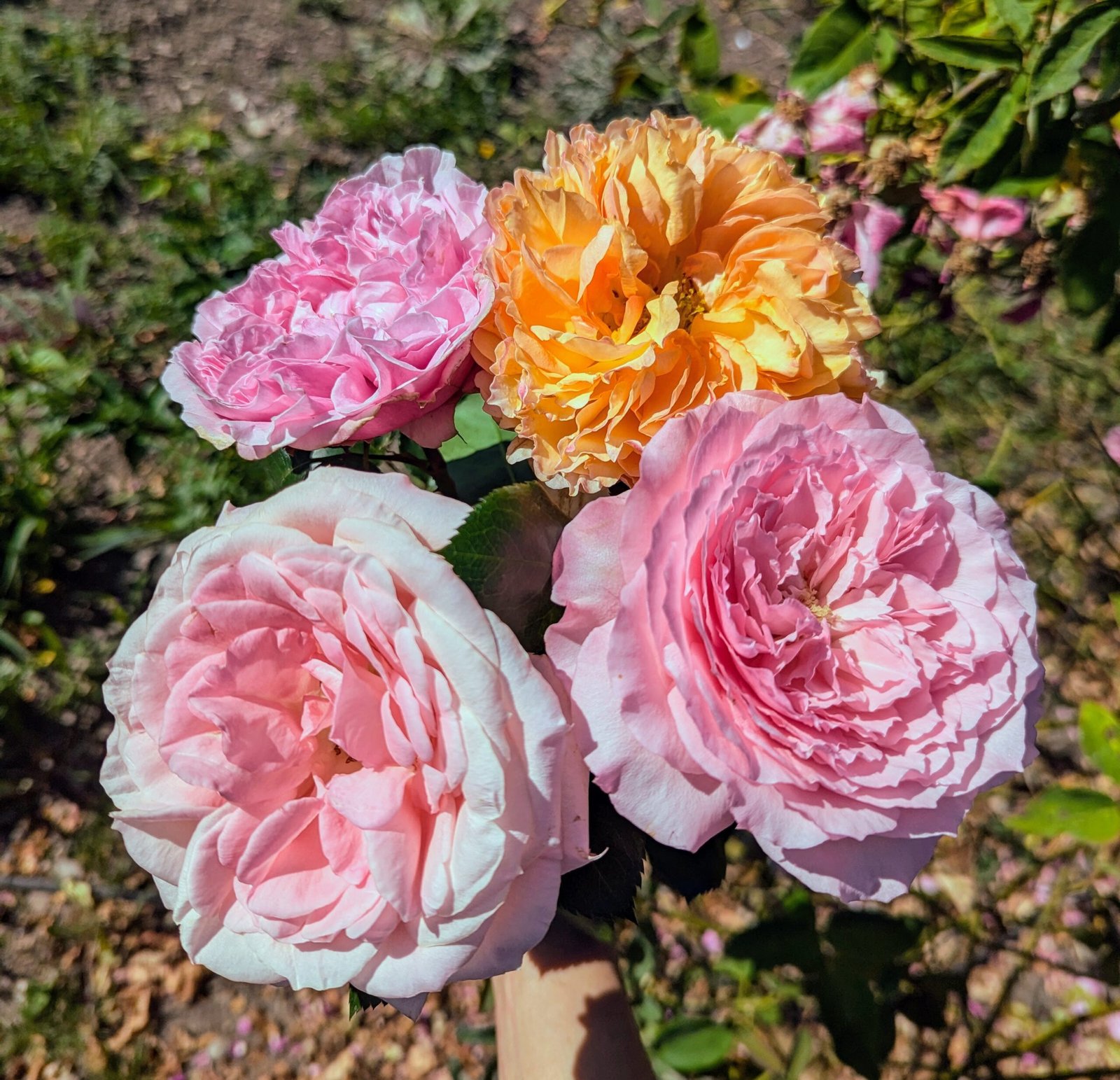 Mayra Bridal garden rose plant flower bush shrub - Image 13