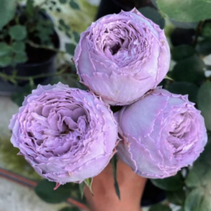 Lapis Lazuli/Lazuri garden rose plant flower bush shrub