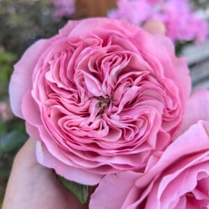 Mariatheresia garden rose plant flower bush shrub