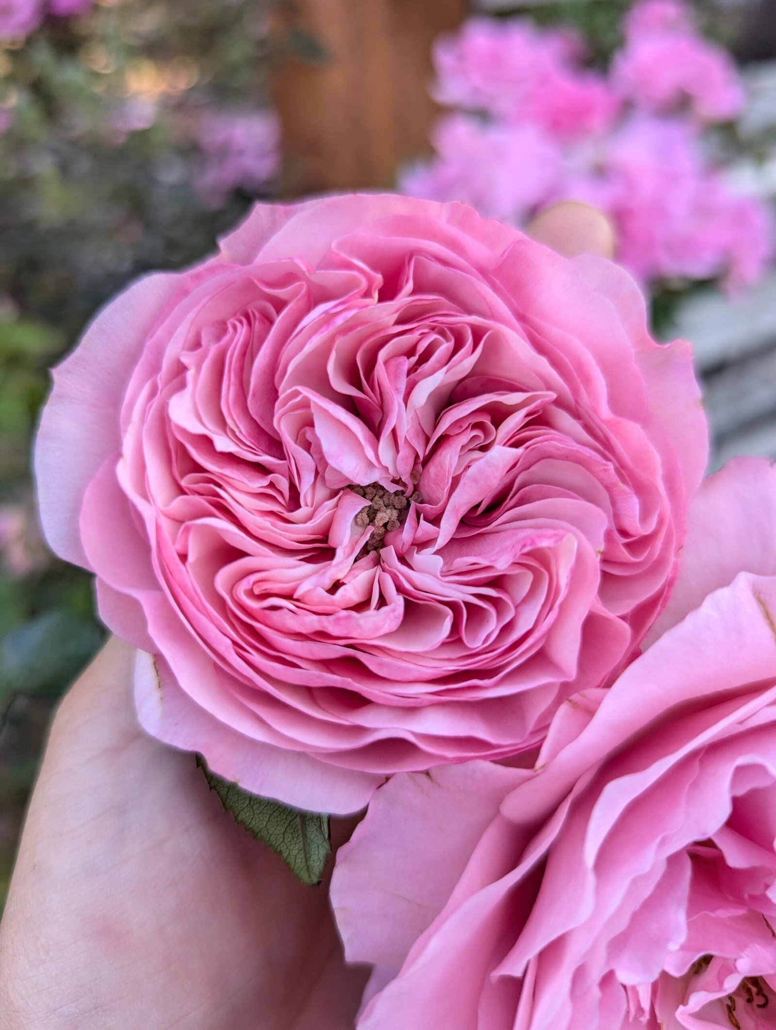 Coffea/Coffee Arabica 3 tone garden rose plant flower bush shrub - Image 16