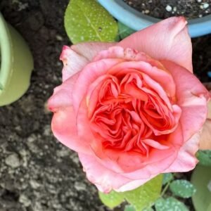 New Design lookalike garden rose plant flower bush deciduous shrub
