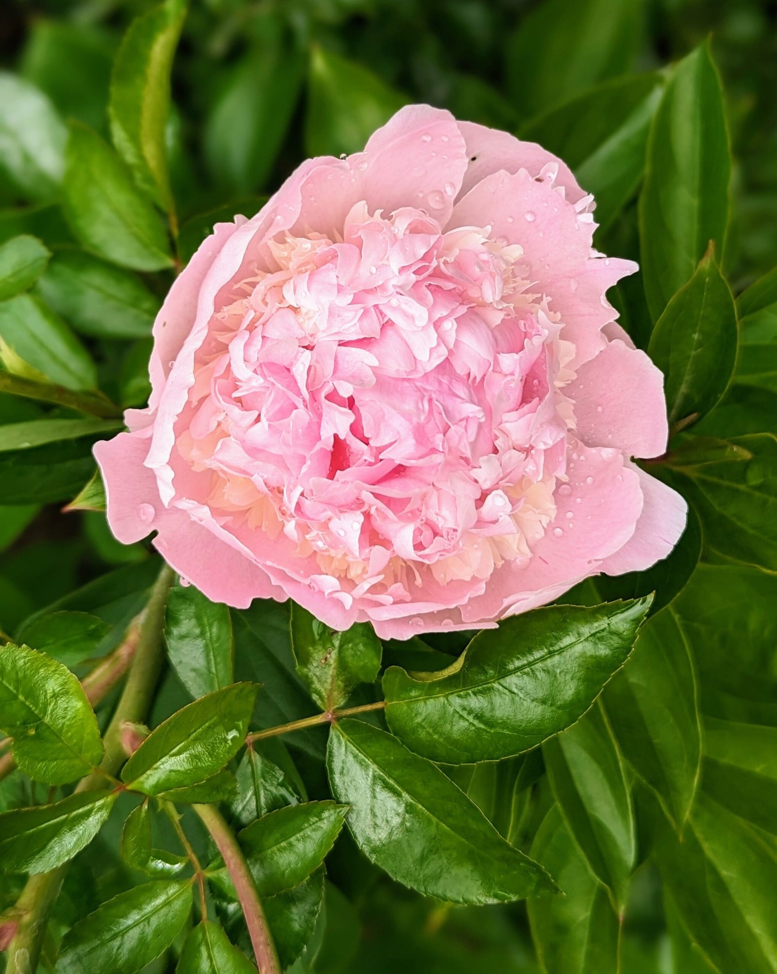 5 mixed mysterious herbaceous peony - Image 4