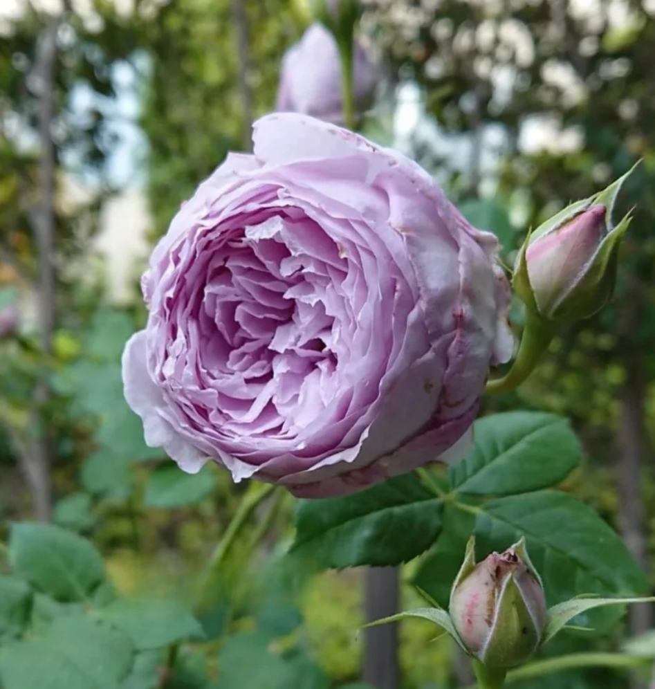 Lapis Lazuli/Lazuri garden rose plant flower bush shrub - Image 5