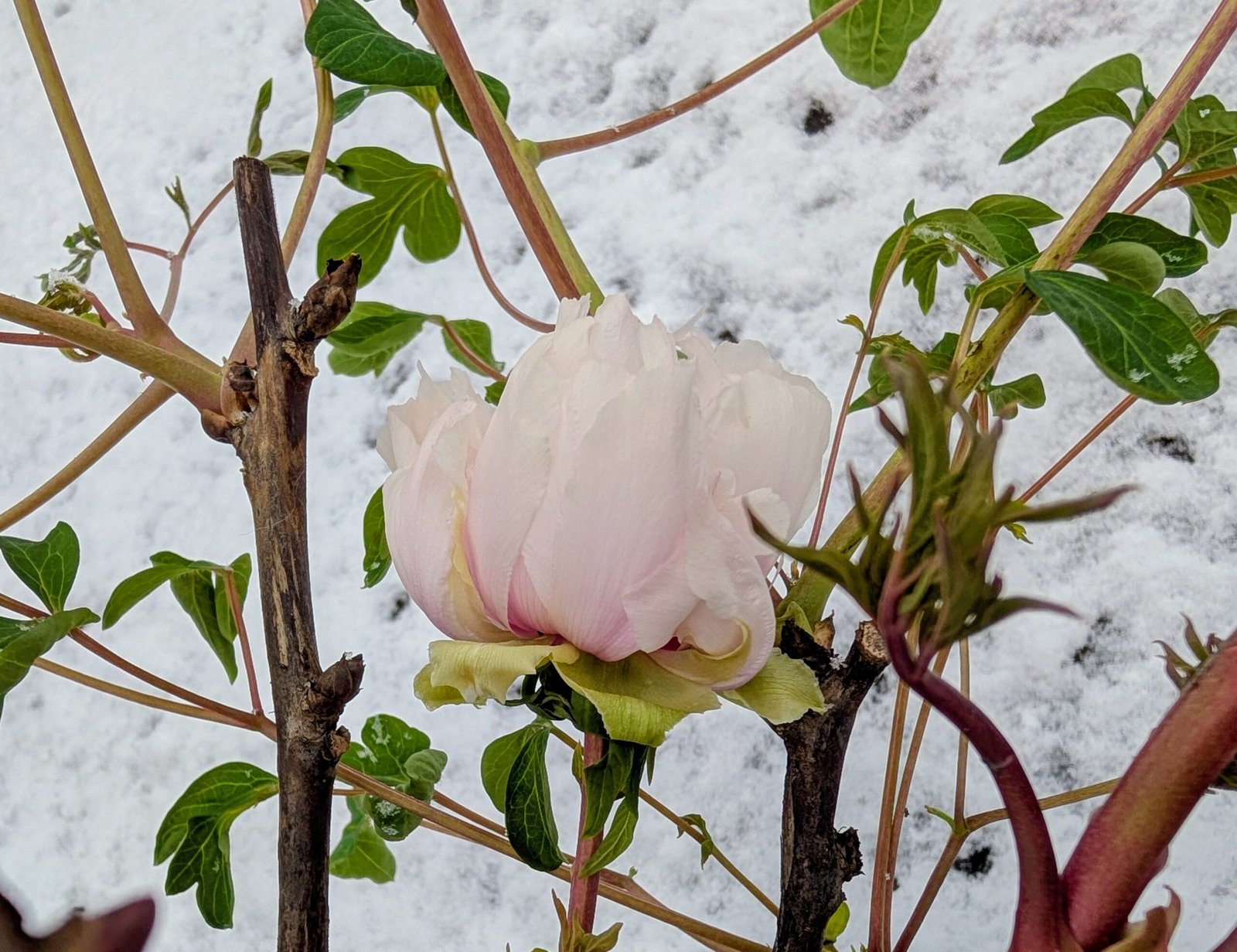 "Peach blossom in the snow" large flower tree peony - Image 19