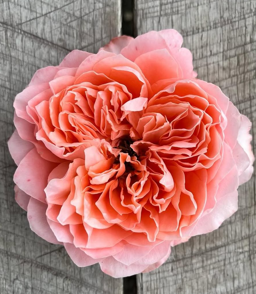 Dragonfly garden rose plant flower bush shrub - Image 7