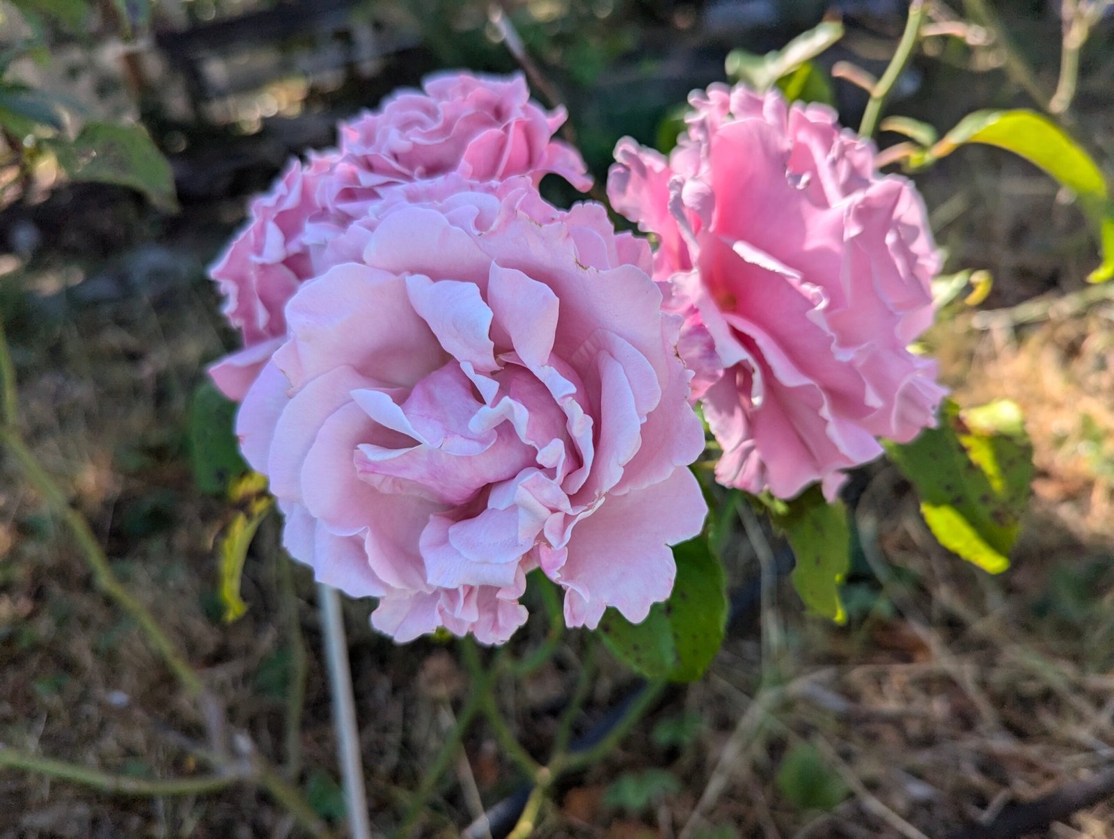 S. Rochas thornless rose plant flower bush shrub - Image 2