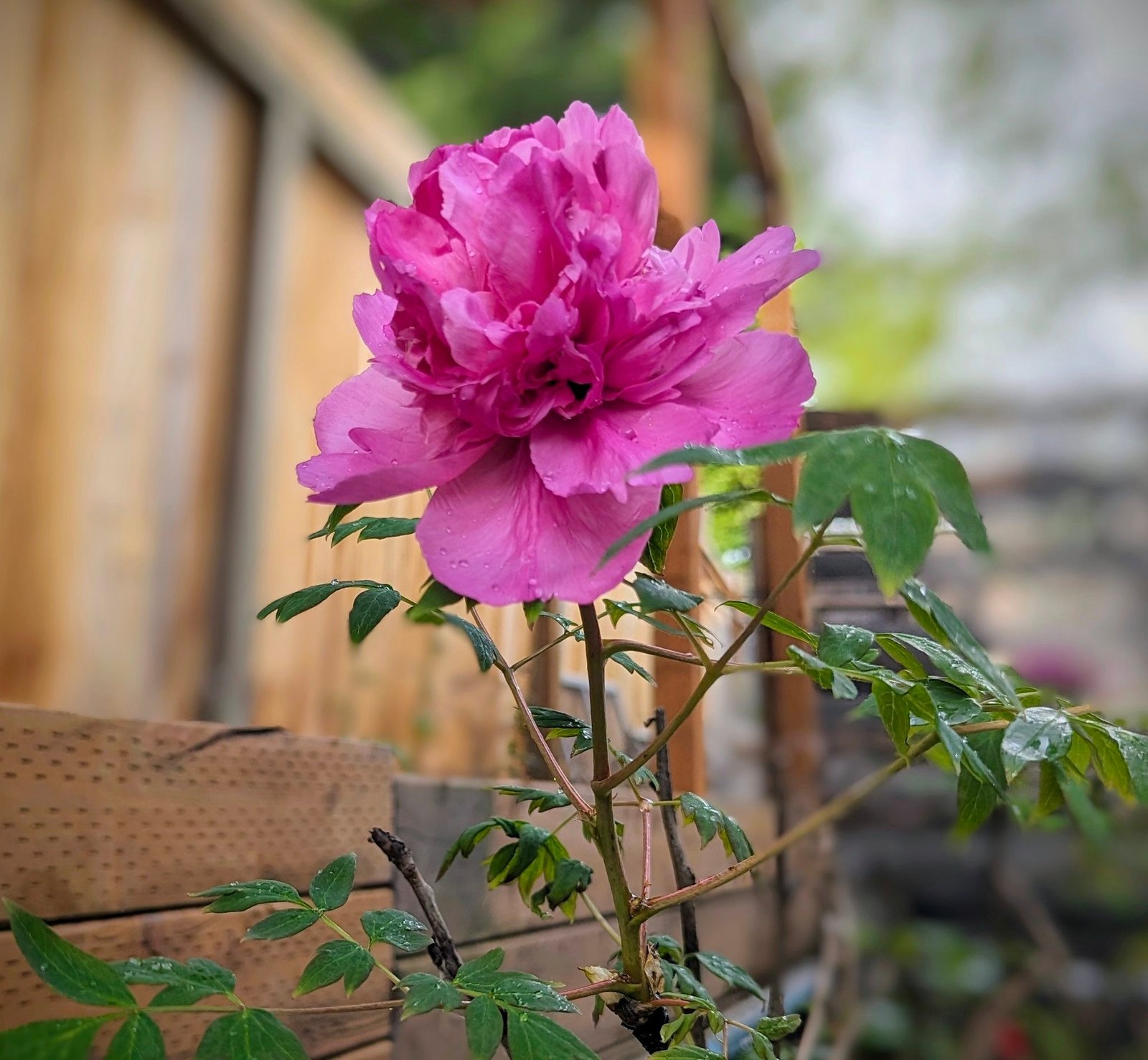 "Lavender Silk" large flower cold hardy part shade tree peony - Image 2