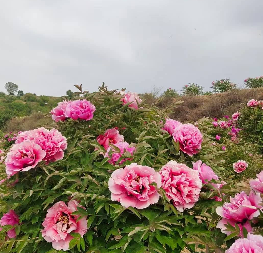 "Pretty lady" large flower tree peony - Image 4