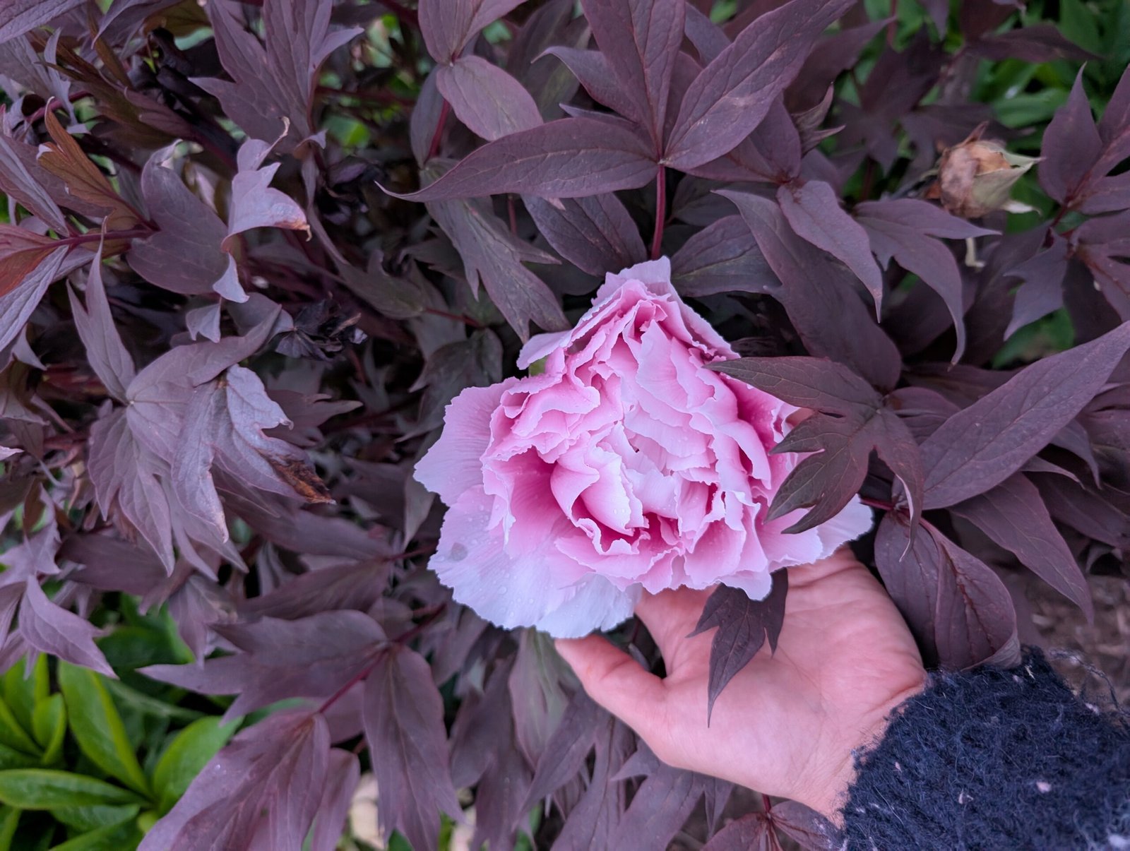 Purple leaf pink Eternal Camellias Japanese tree peony - Image 7