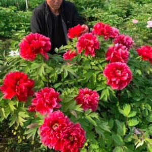 Red Lotus tree peony