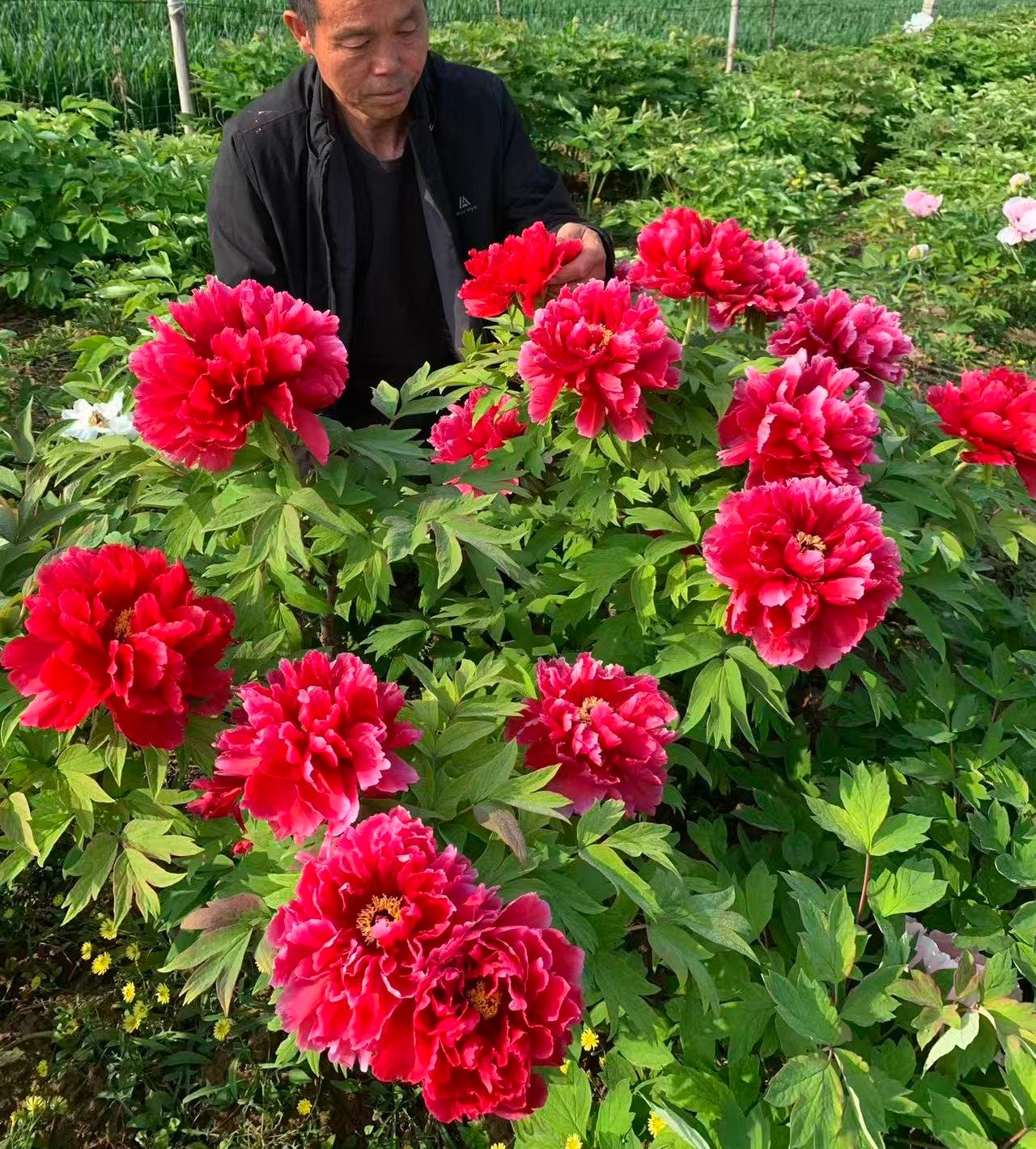 Red Lotus tree peony