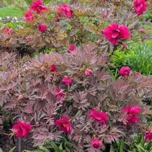 Chinese Dragon tree peony