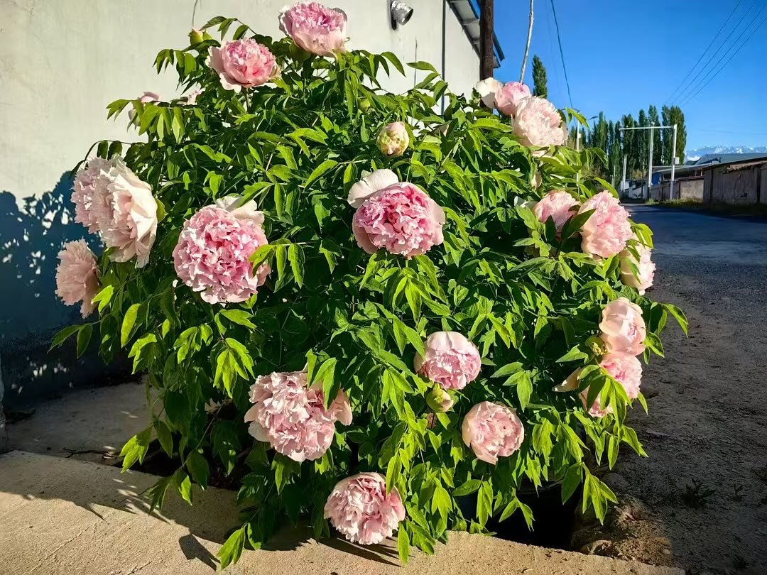 Fen Xiu Qiu tree peony - Image 3
