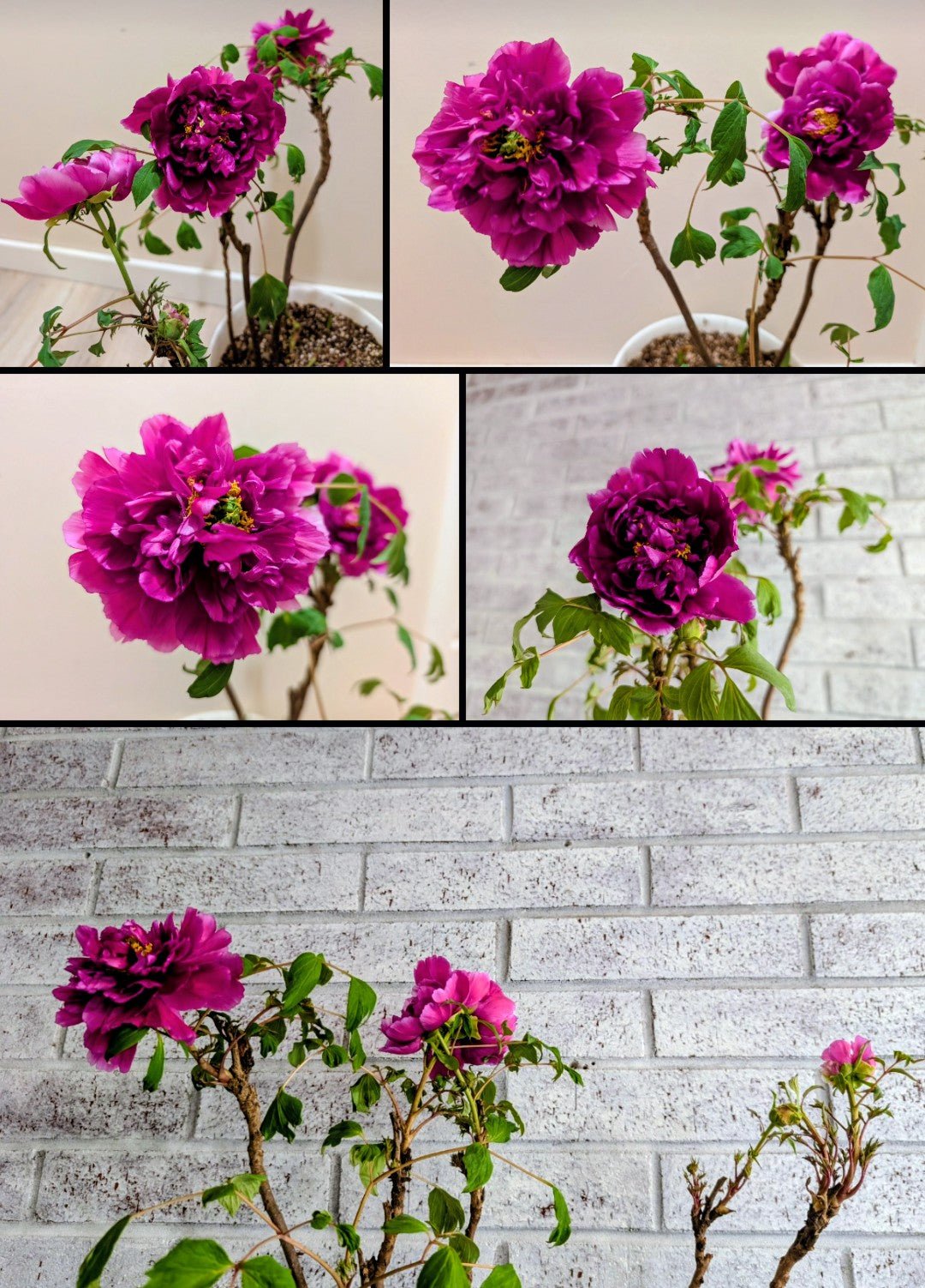 "Champion Crown" large flower tree peony - Image 20