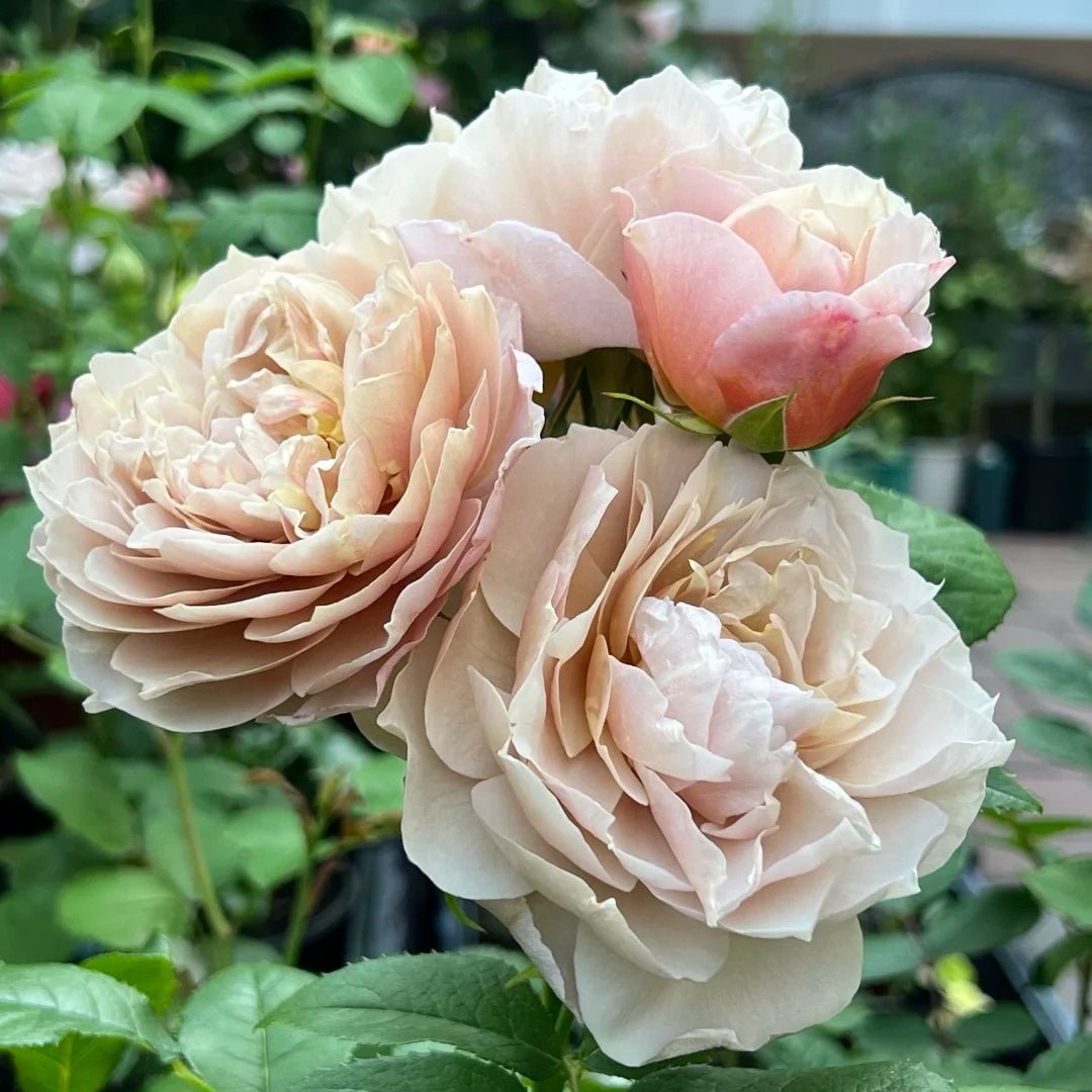 Charlotte Perriand Japanese garden rose plant flower bush shrub - Image 5